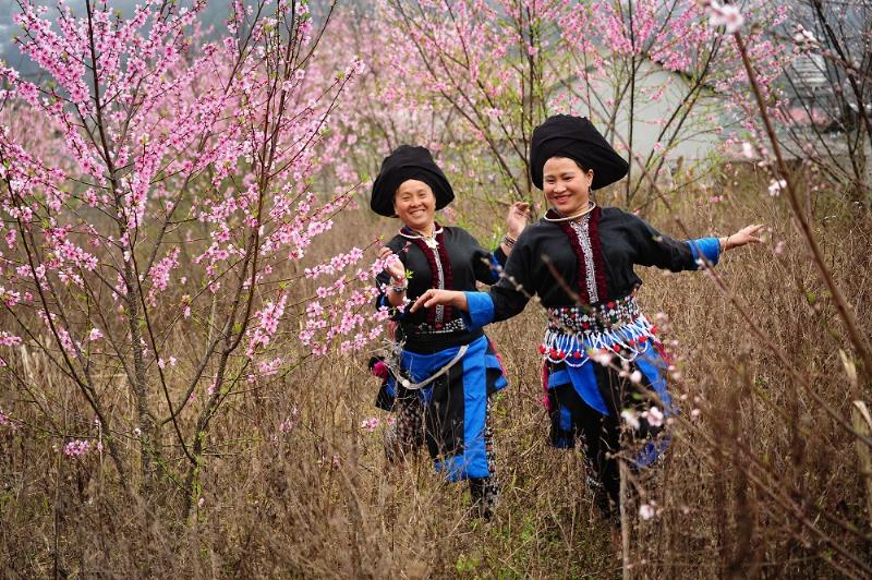 Hoa anh đào ở miền Bắc Việt Nam, như Sapa và Mộc Châu, mang vẻ đẹp hoang sơ, nở rộ giữa núi rừng hùng vĩ.